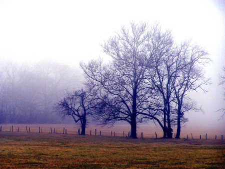 Trees in morning fog