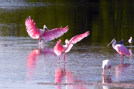 Roseate Spoonbills landing