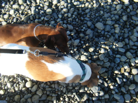 Riley and his friend Maverick