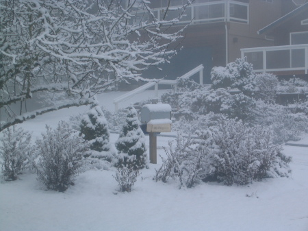 Snow in Camas Dec 2008