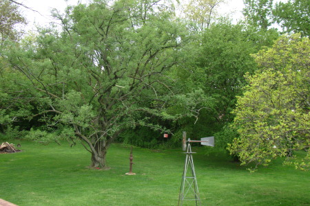 My favorite tree in the backyard.