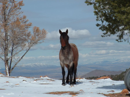 Wild Horse in VC Highlands Nevada