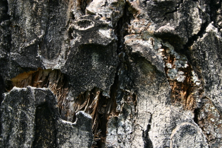 aspen bark with a bite!