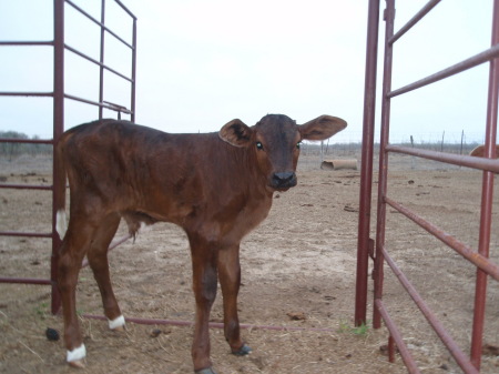 BABY BULL "EBONY"