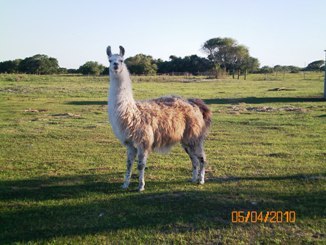 My Llama