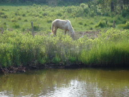 Isabella Hale's album, Chincoteage VA July 2010