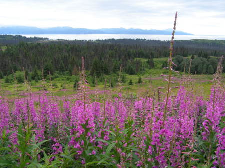 fireweed overlooking Homer Alaska