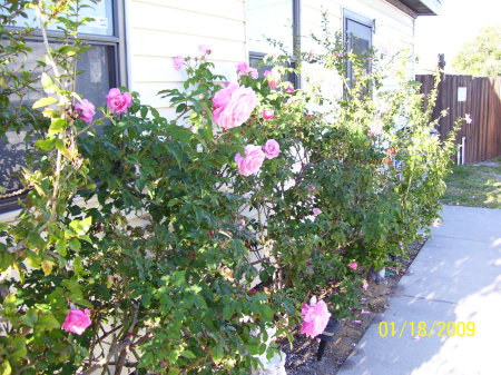 pink roses in our yard