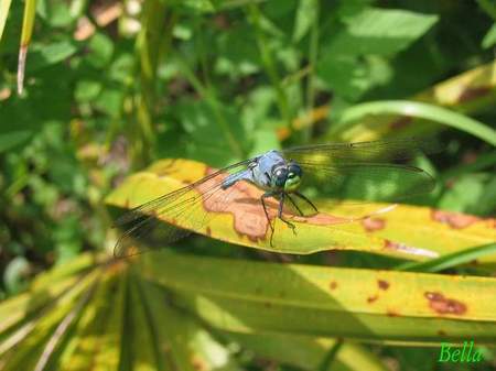 Bluejean Dragonfly