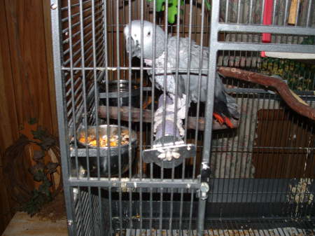 Rosco african Gray