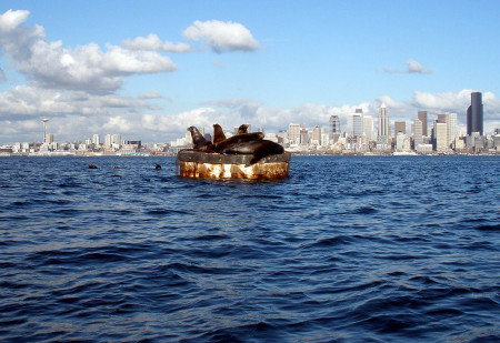 Sealions Seattle by Kayak