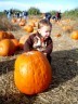 Pumpkin Picking