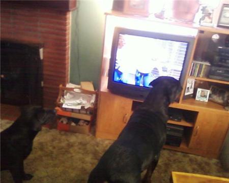 My dogs watching " Dog Tales" every Saturday.