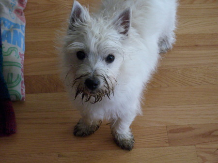 Daisy with Muddy face