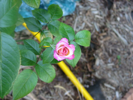 Rose 2007