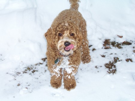 Great balls of SNOW!