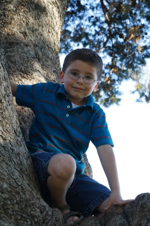 Sean up in a tree.