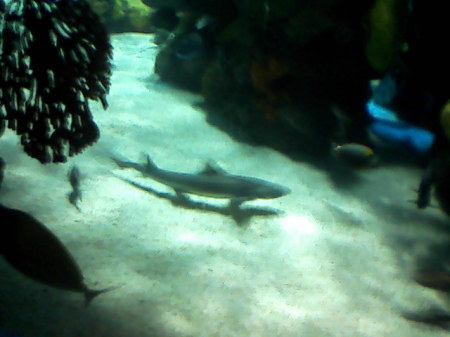 Aquarium at the Silverton Casino