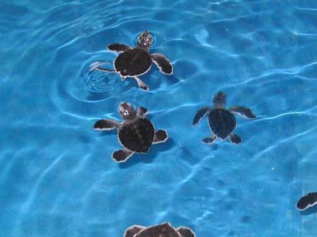 turtles