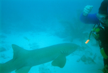 Feeding sharks in Figi