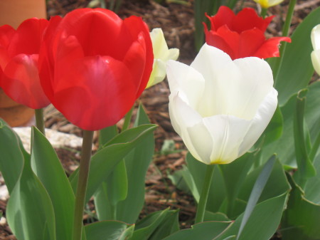 Spring Tulips