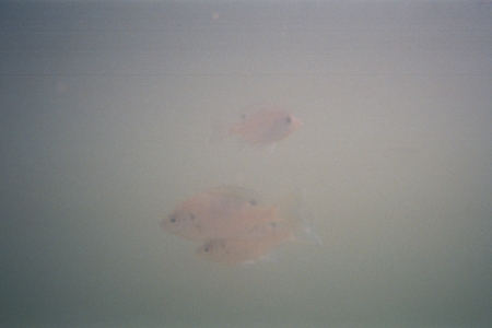 Some friends that I made whilst submerged..