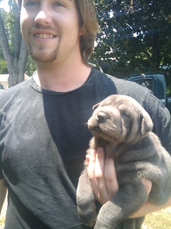 Zack's new pup Bella for beautiful.