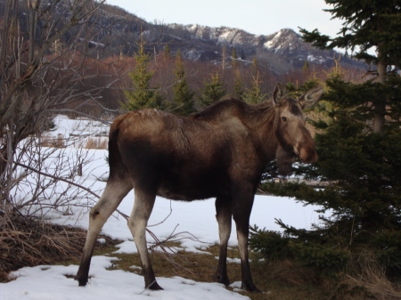 moose