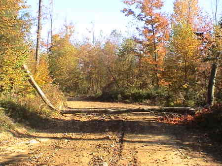 Going back the logging road