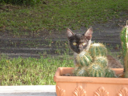 Cactus Cat