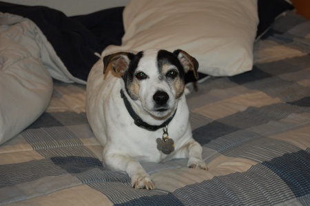 My Jack Russel Terrier