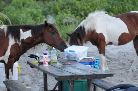 Hey what's for breakfast?