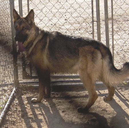 ONE OF MY GERMAN SHEPHERDS "SHADOW"