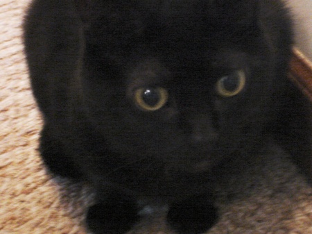 Chai'a, my black cat