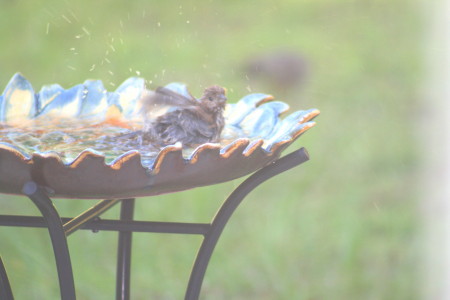 A House Wren taking a dip to beat the heat
