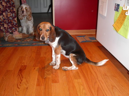 Millie the Beagle posing for the camera.