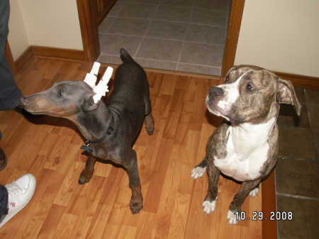 My oldest son's dogs 08
