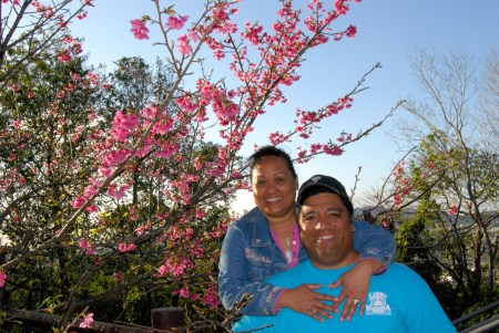 Under the cherry tree...