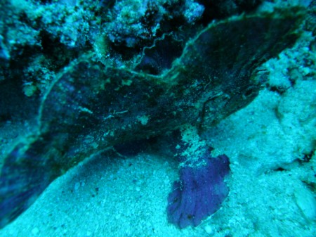 LEAF SCORPIONFISH.