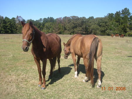 my horse on left