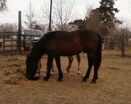 My new horse