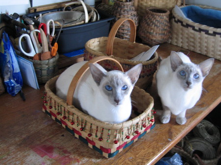 Our Siamese Cats, Annie and Izzie