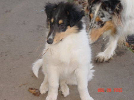 WHITE COLLIE