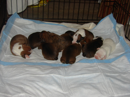 Boxer Puppies