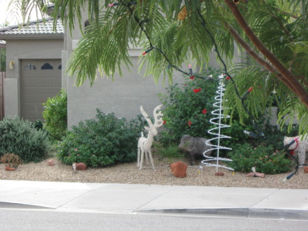 Wild Javelina across the street!