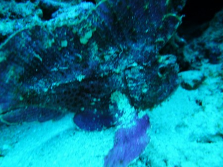 LEAF SCORPIONFISH.