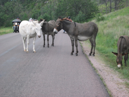 Anne Boyer's album, South Dakota 2010