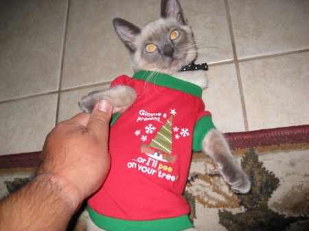 Max at Christmas '2008