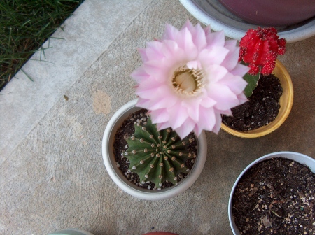 My small cactus bloomed.