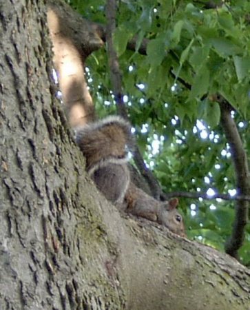 Columbus Ohio Squirrel